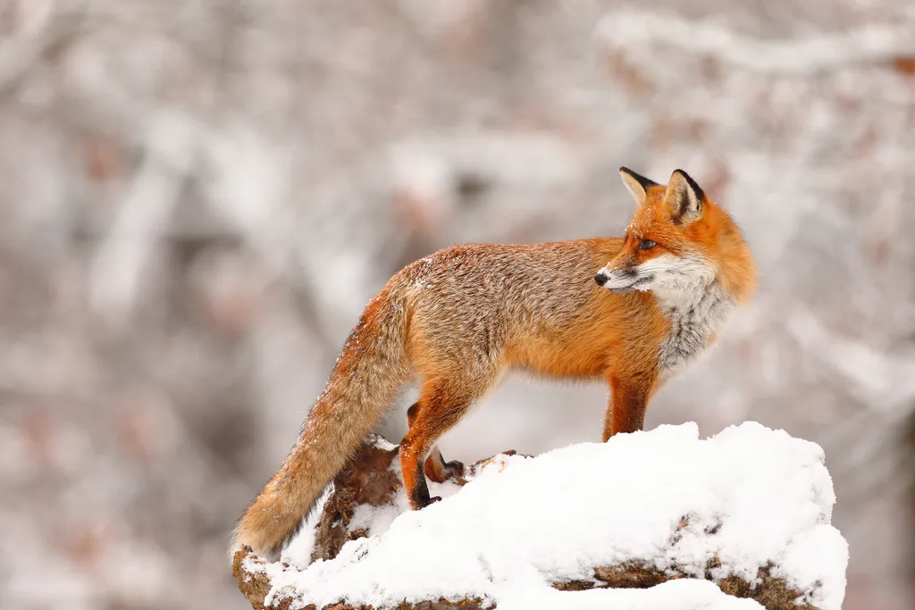 Az ország legsikeresebb természetfotósai 7 Téli bundában – Bükki Nemzeti Park ~ Szerencsi Gábor 