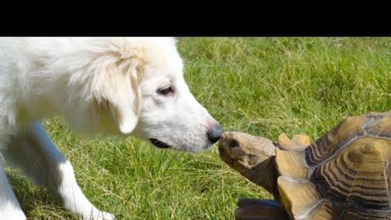 kutya és teknősbéka 