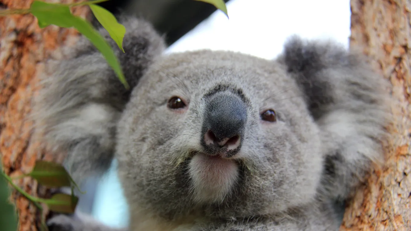 Sydney, 2015. január 16.
A Taronga Ausztrál Állatvédő Társaság által 2015. január 16-án közreadott képen Holly, egy koalakölyök a sydneyi Taronga Állatkertben. (MTI/EPA/Taronga Ausztrál Állatvédő Társaság) 