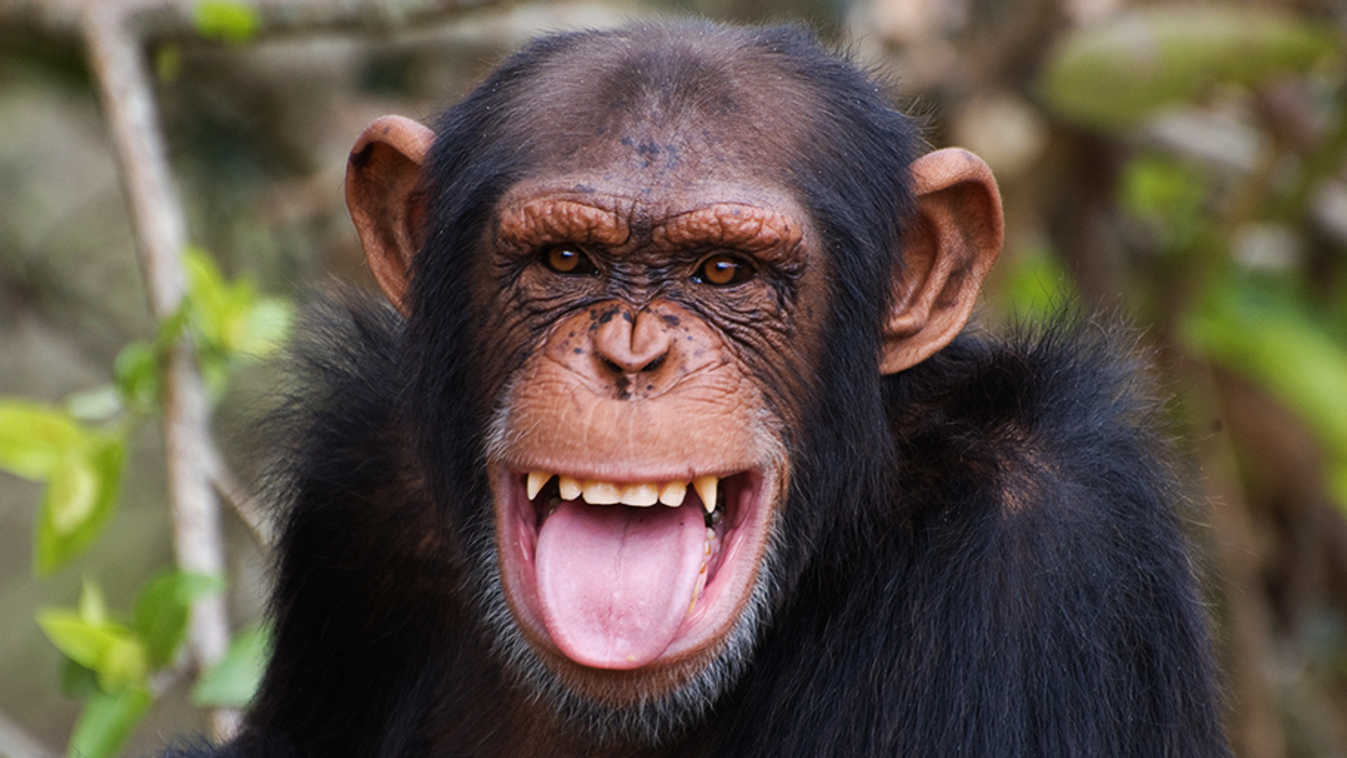 csimpánz Ürülékével dobott arcon egy nénit a majom: Videó! 