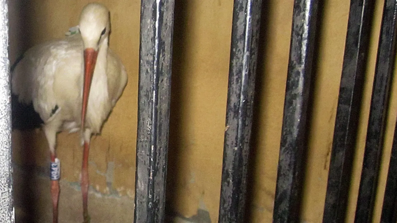 Rend&otilde;rségi fogdában egy kémkedéssel gyanúsított gólya a Kairótól mintegy 450 kilométerre délkeletre fekv&otilde; Kena kormányzóságban. Egy helybeli a rá er&otilde;sített elektronikus jeladó miatt azt hitte, hogy kémkedik.  