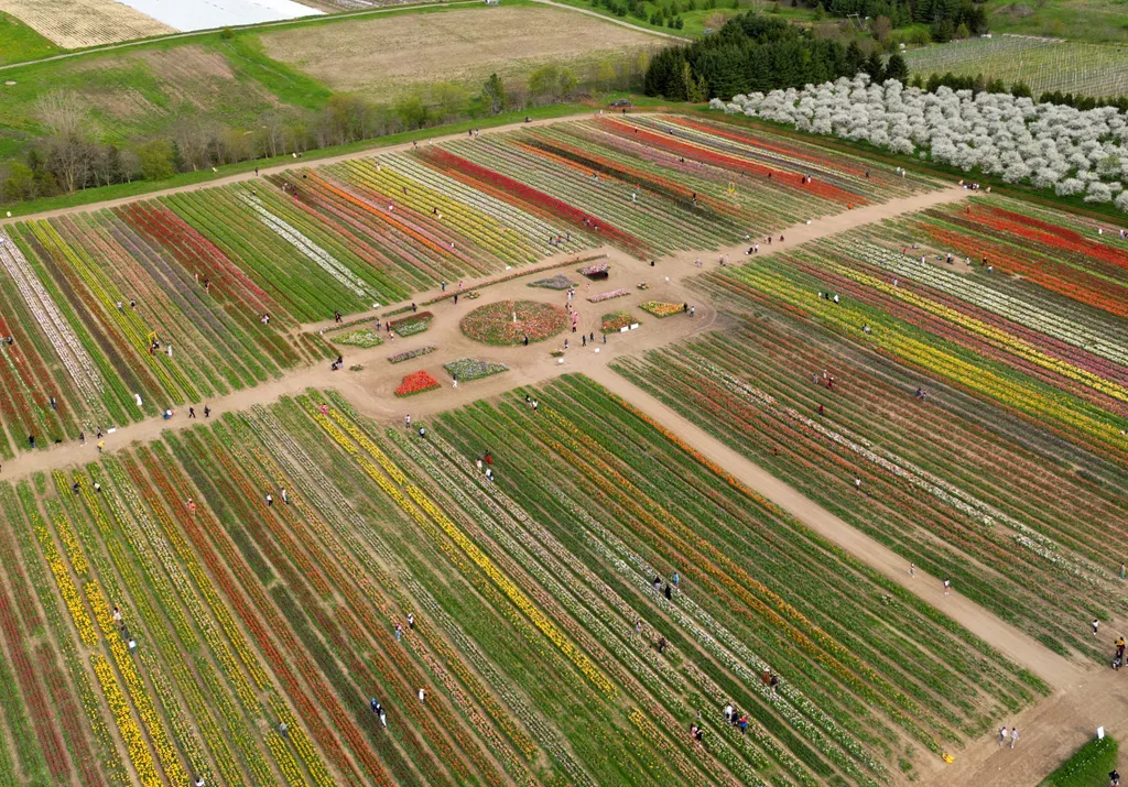 Fenwick Tulip Pick Farm, TASC Tulip Pick Farm, Kanada, virág, farm, virágfarm, tulipánfarm, tulipánszedés, tulipánföld, színek 