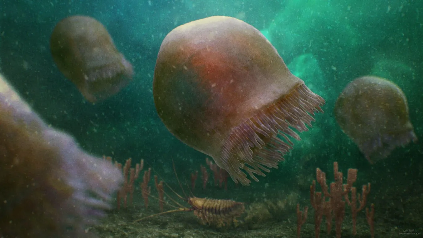 medúza 