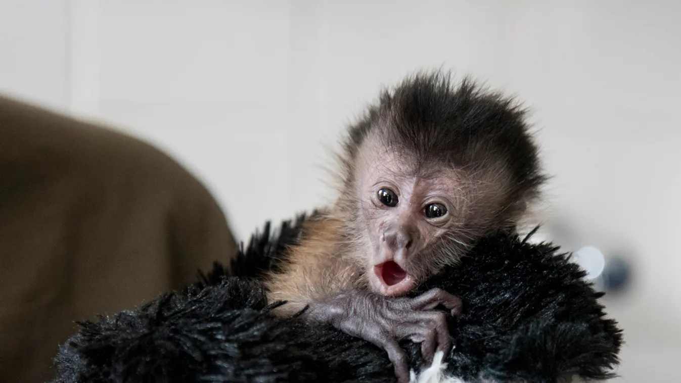 debreceni állatkert új lakója, kapucinus majom 