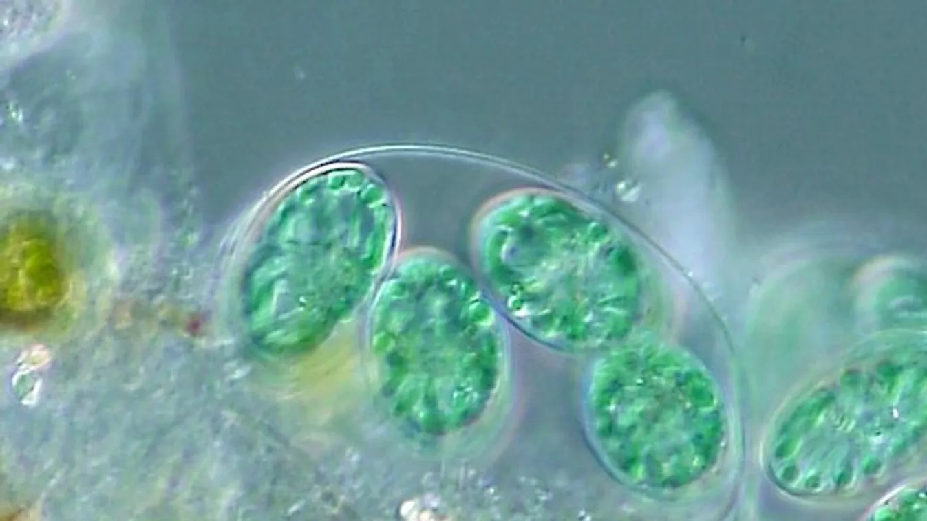 alga 
