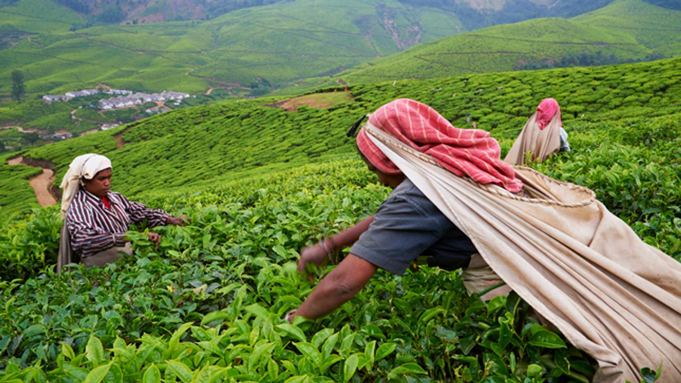 teaültetvény, india