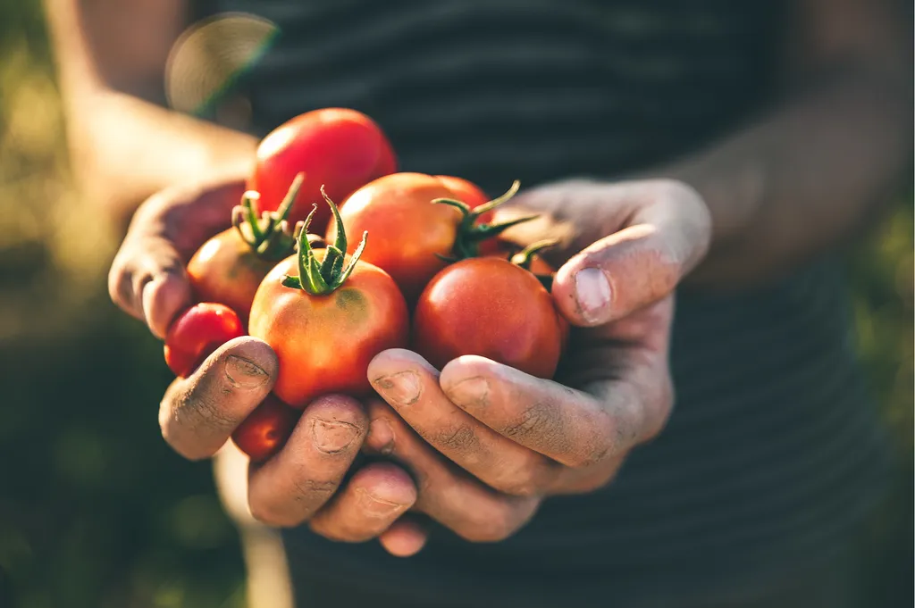 paradicsom,tomato 