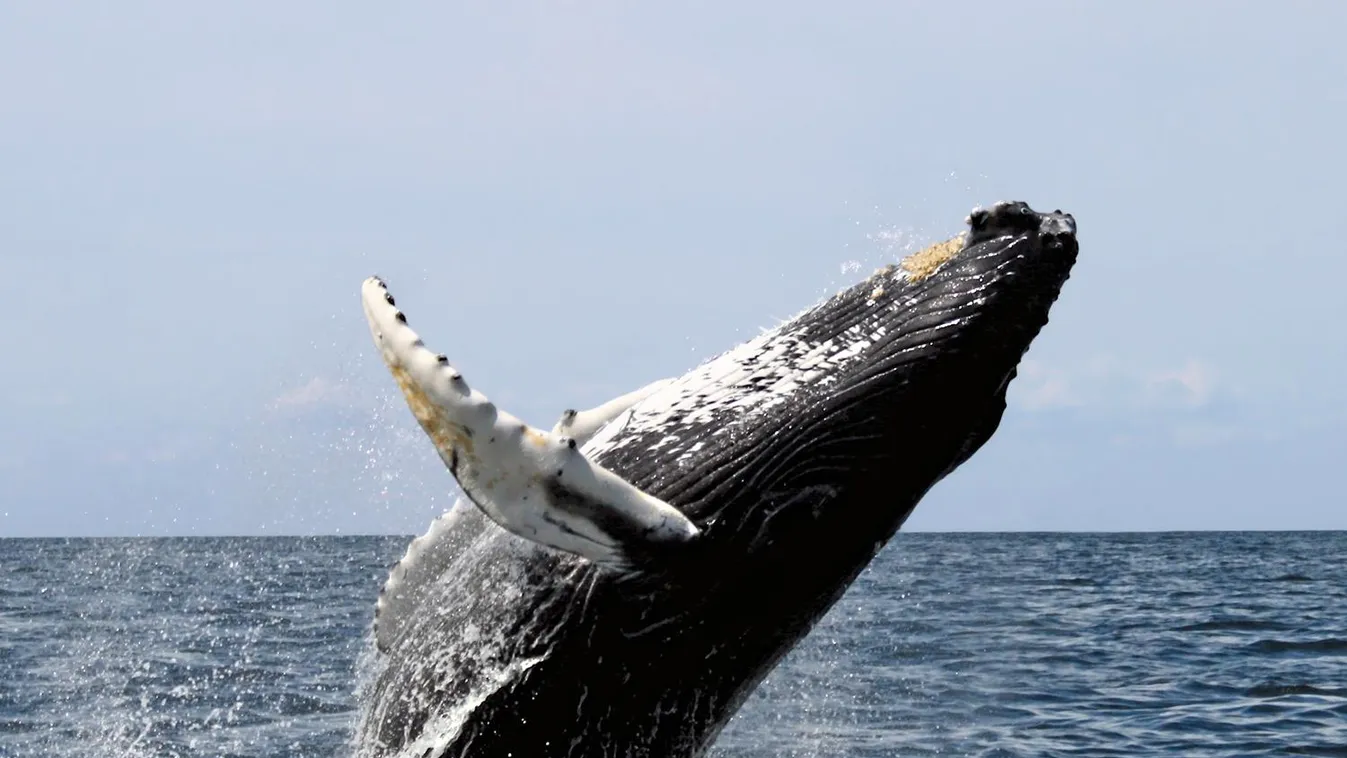 Hosszúszárnyú bálna 