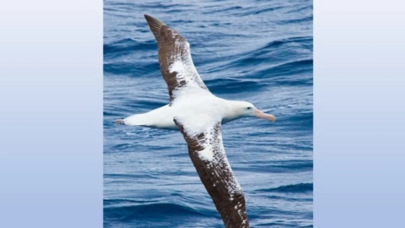 albatrosz 