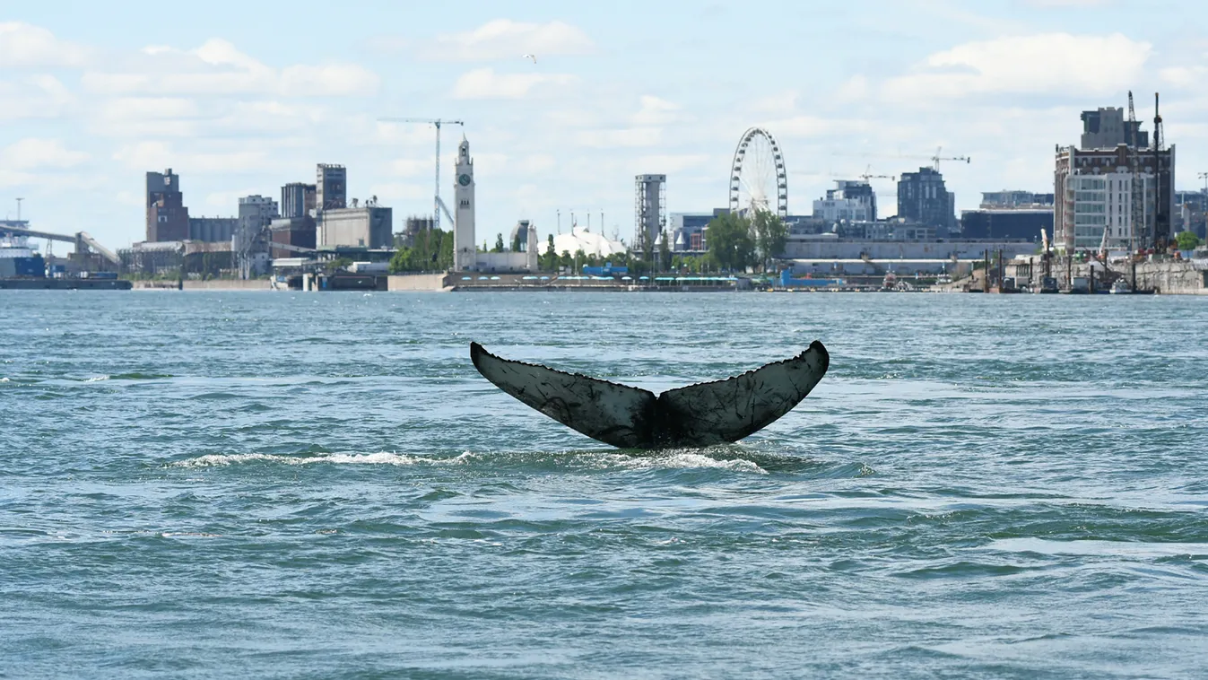 Hosszúszárnyú bálna tévedt Montrealba, 2020 