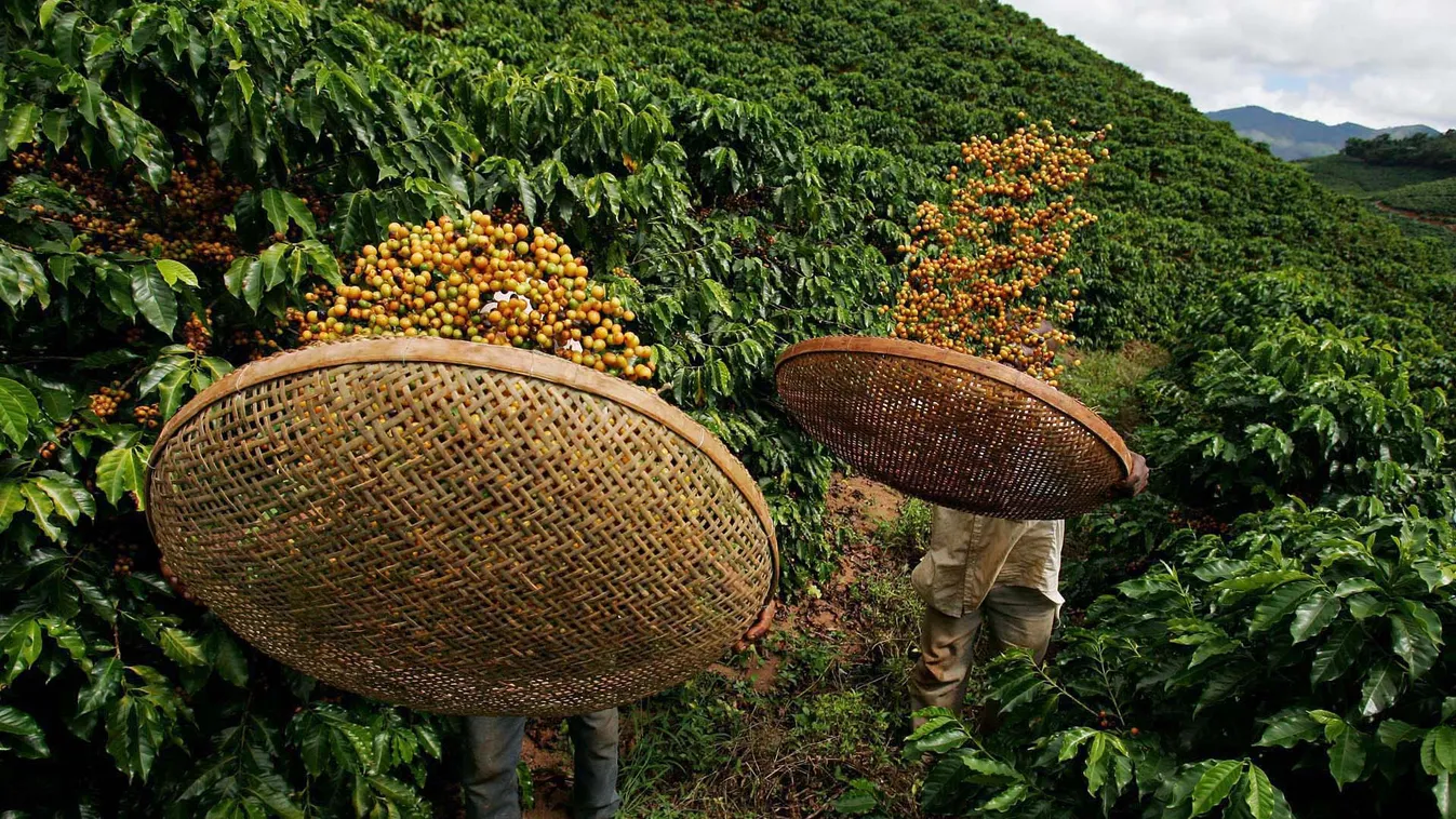 Coffee harvest in Minas Gerais BRAZIL COFFEE MINAS GERAIS HORIZONTAL 