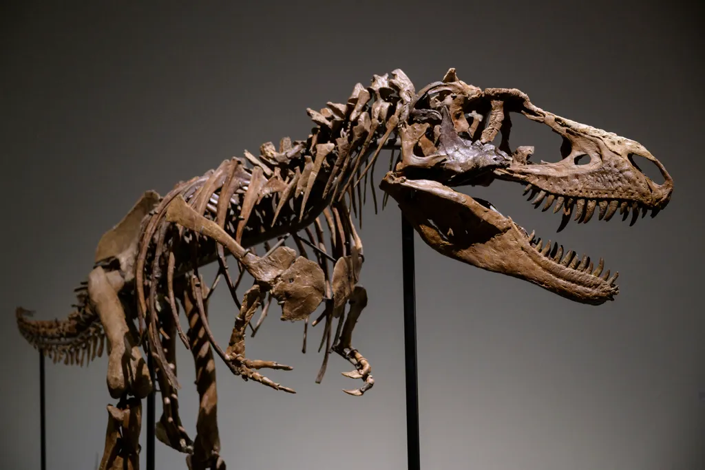 Dinoszaurusz-csontváz a Sotheby’s árverésen, dinoszaurusz, csontváz, árverés, régészeti lelet, Gorgosaurus, Sotheby's aukciós ház, New York 