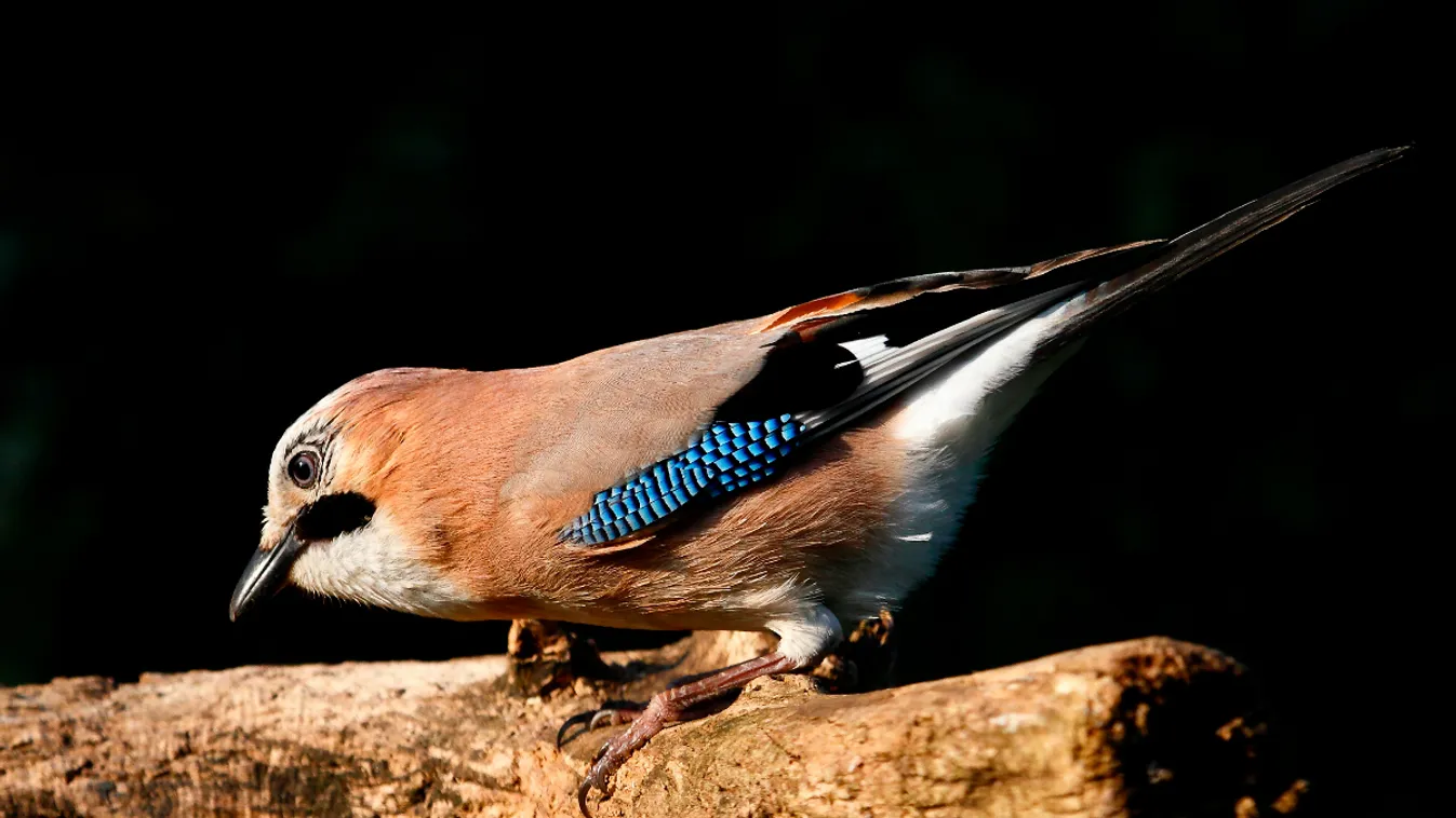 szajkó, Garrulus glandarius 