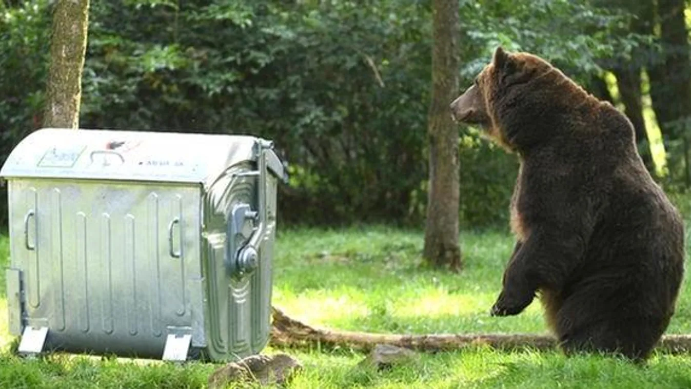 medve Testovanie kontajnera odolného voči medveďom v košickej zoo  Slovensko životné prostredie zoo košice príroda test testovaniem kontajner medveď košická zoo zviera KEX 