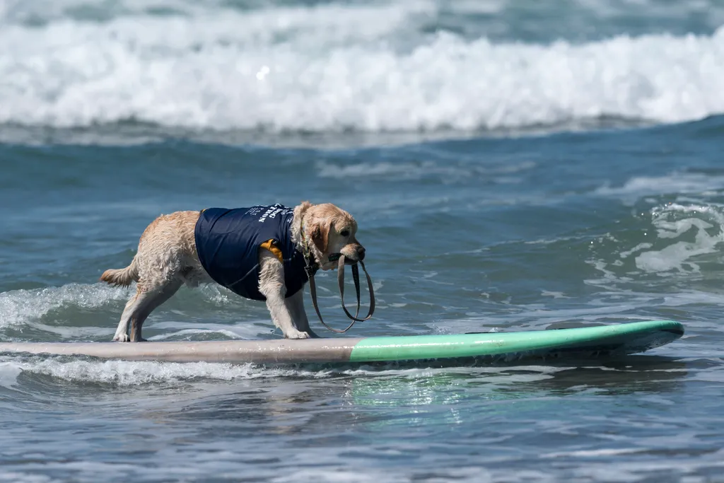 Szörföző kutyák gall  Dogs compete at the 11th annual Surf Dog Surf-A-Thon Dogs animals Surf Dog Surf A Thon Del Mar California waves Horizontal OCEAN SURFING 