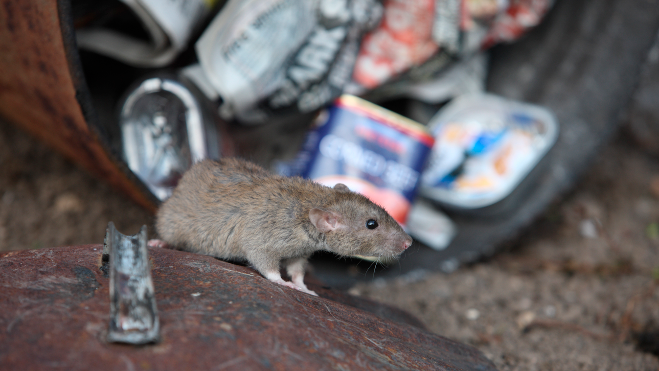 patkány Brown Rat with dustbin Midlands UK Action Actions ADULT Adults Afrasia Afro-Eurasia ALONE Atmosphere August Bin Bins Brown rat (Rattus norvegicus) Brown rats (Rattus norvegicus) Common rat Common rats 