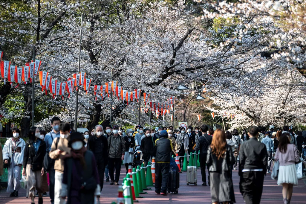 A cseresznyefa virágzása Japánban 