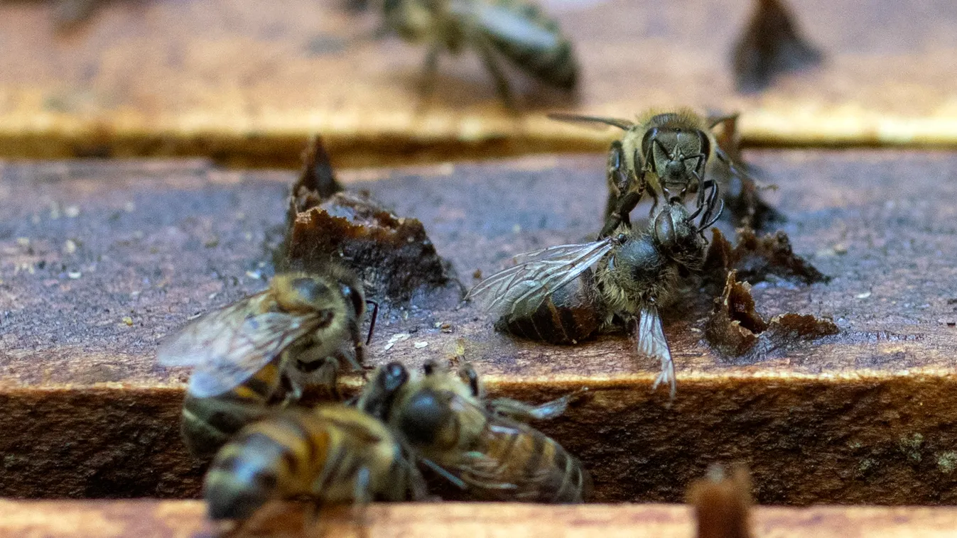 Kolumbiában a méheket veszélyezteti a túlzott avokádó termesztés  animal environment Horizontal 