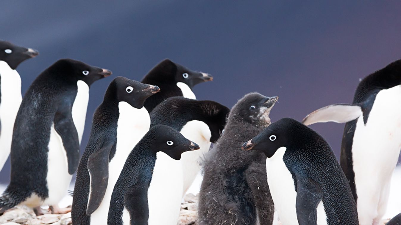 Adélie-pingvin 