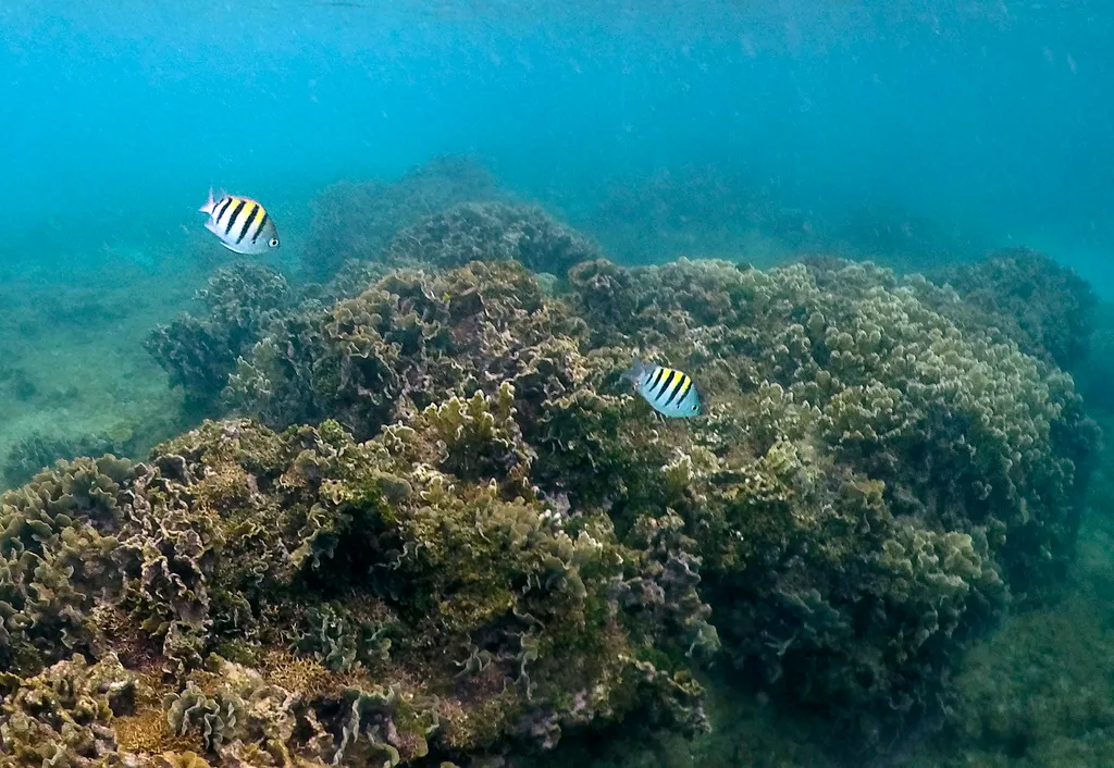 mesterséges korallzátonyok, Panama galéria 