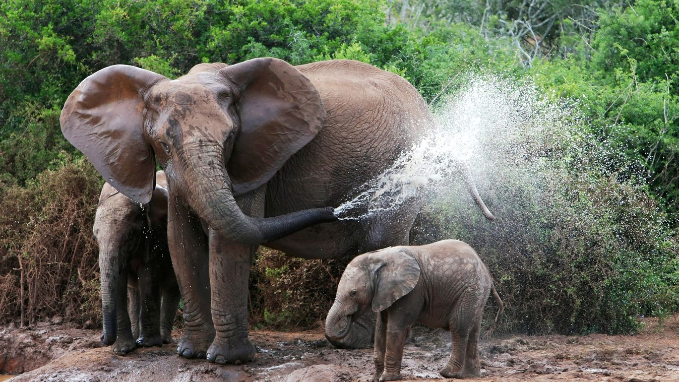 Az állatvilág egyedülálló anyái, akik komoly áldozatok hoznak utódaikért afrikai elefánt 