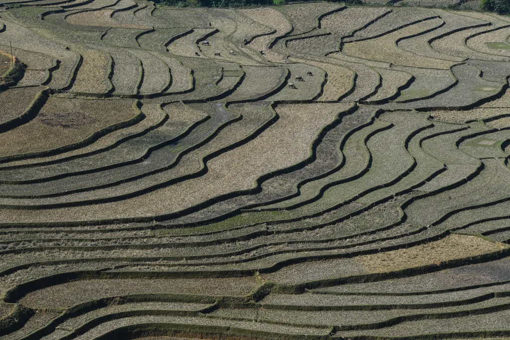 Lélegzetelállító képek a vietnámi rizsföldekről 