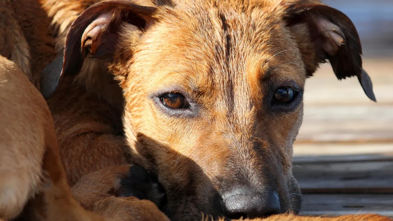 Állatvédelem a sokadik műszakban állatmentés állatmenhely kóbor kutya 