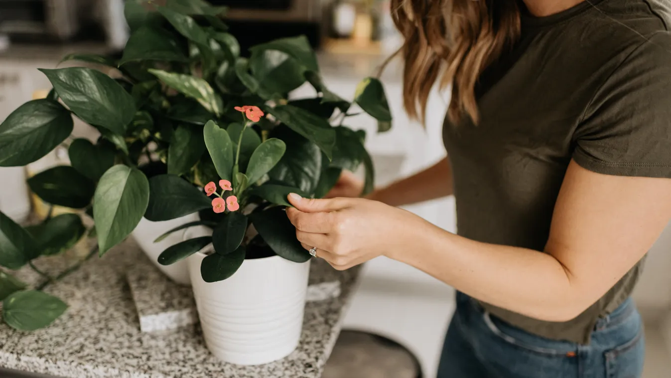 Female Women Only Women One Woman Only Unrecognizable Person Abundance Care Growth Tenderness One Person Part Of Midsection Close-Up High Angle View Potted Plant Houseplant Flower Pot Pot Home Interior Indoors Hobby Leisure Leisure Activity Woman Cropped 