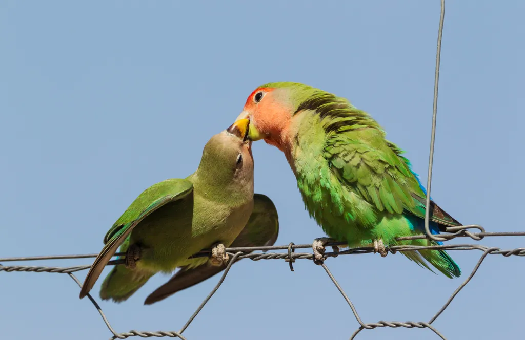 Front shot Low angle shot Day Namibia Colorful Rosy-faced Lovebird (Agapornis roseicol állati szerelem 