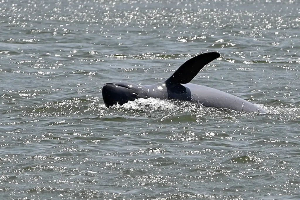 Hatalmas harc folyik a Mekong delfinjeinek megmentéséért 