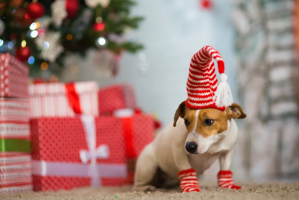 kutya karácsony ruha 
 Pet,Dog,Jack,Russell,Terrier,Celebrates,Christmas,Under,The,Christmas gift,year,happy,winter,box,bow,cute,fireplace,holiday,merry,sant 