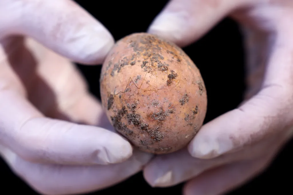 Ezer éves csirke tojást találtak Izraelben  nature history Horizontal 