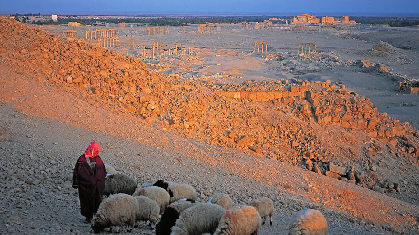Nyáját legeltető beduin pásztor a szíriai Palmírával a háttérben, 2010-ben