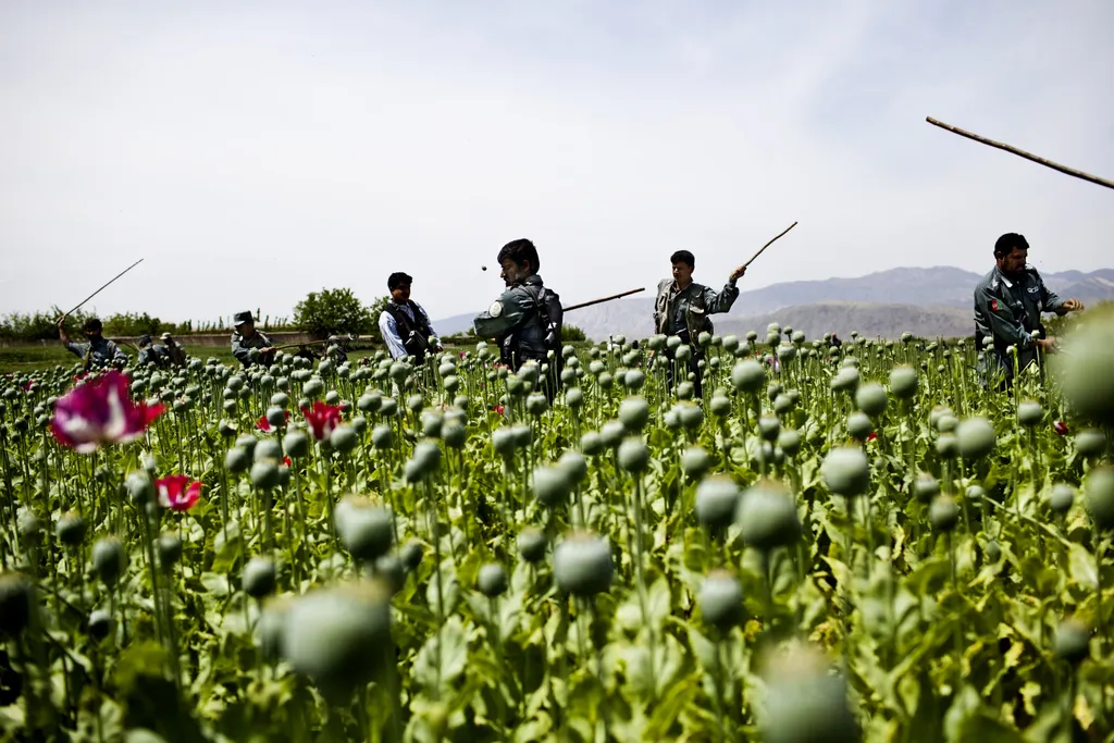 Ópium, Afganisztán, mákmezők 