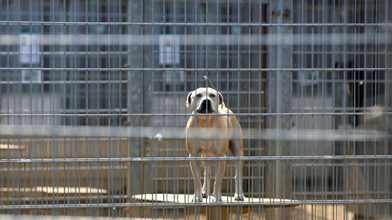 Befogott kóbor kutya egy menhelyen, Hamburgban, 2013. július 26-án