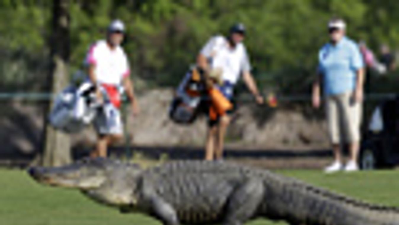 aligátor egy amerikai golfbajnokságon, a PGA amerikai golfbajnokság Lousiana állambeli Avondale golfklubjában