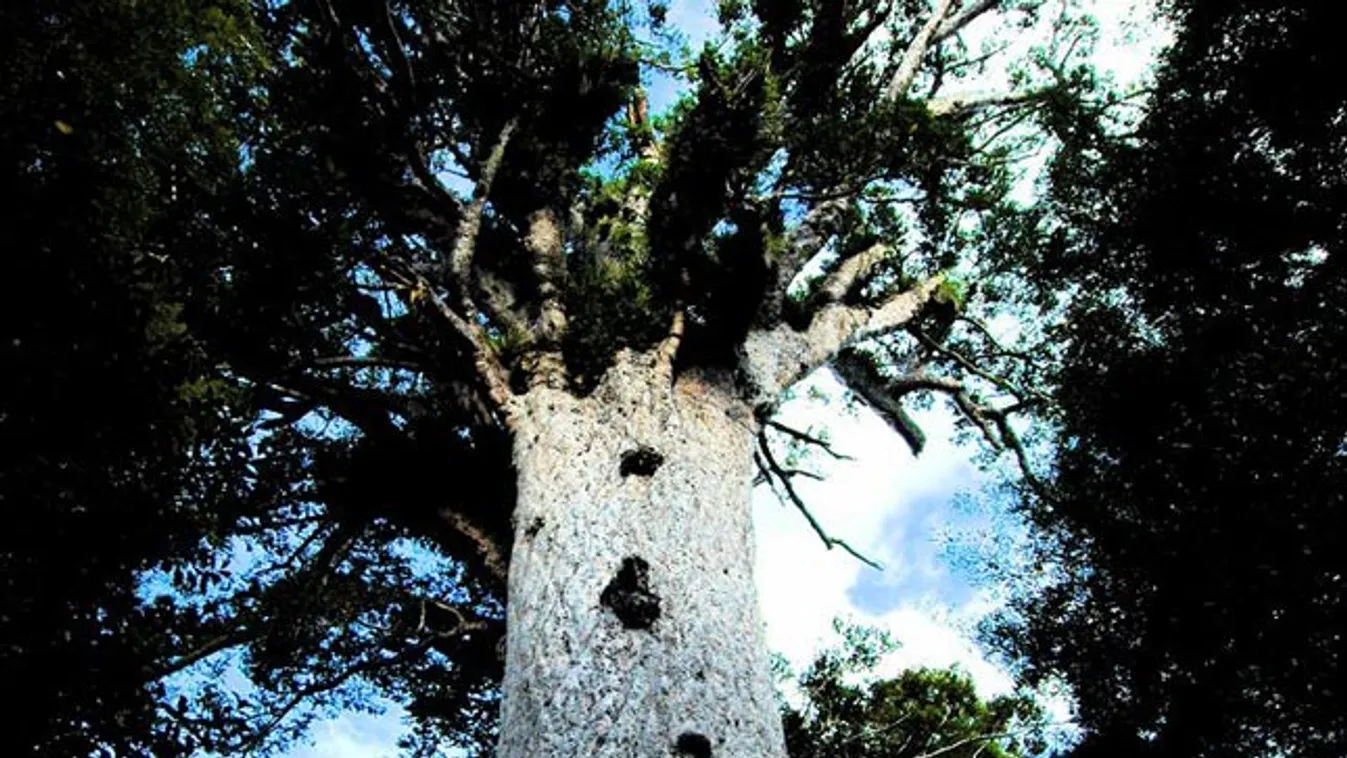 óriás fa, Erdők ura, Agathis australis, Új-Zéland