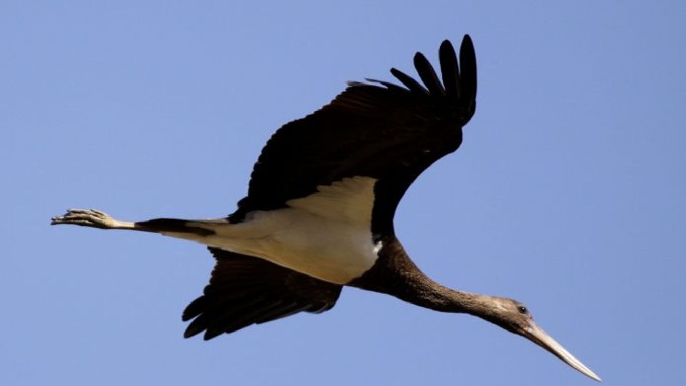 fekete gólya, Ciconia nigra 