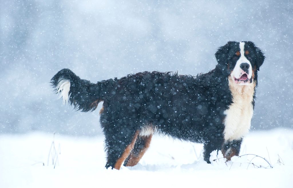 10 kutyafajta, ami imádja a hosszú, téli sétákat, berni pásztorkutya 