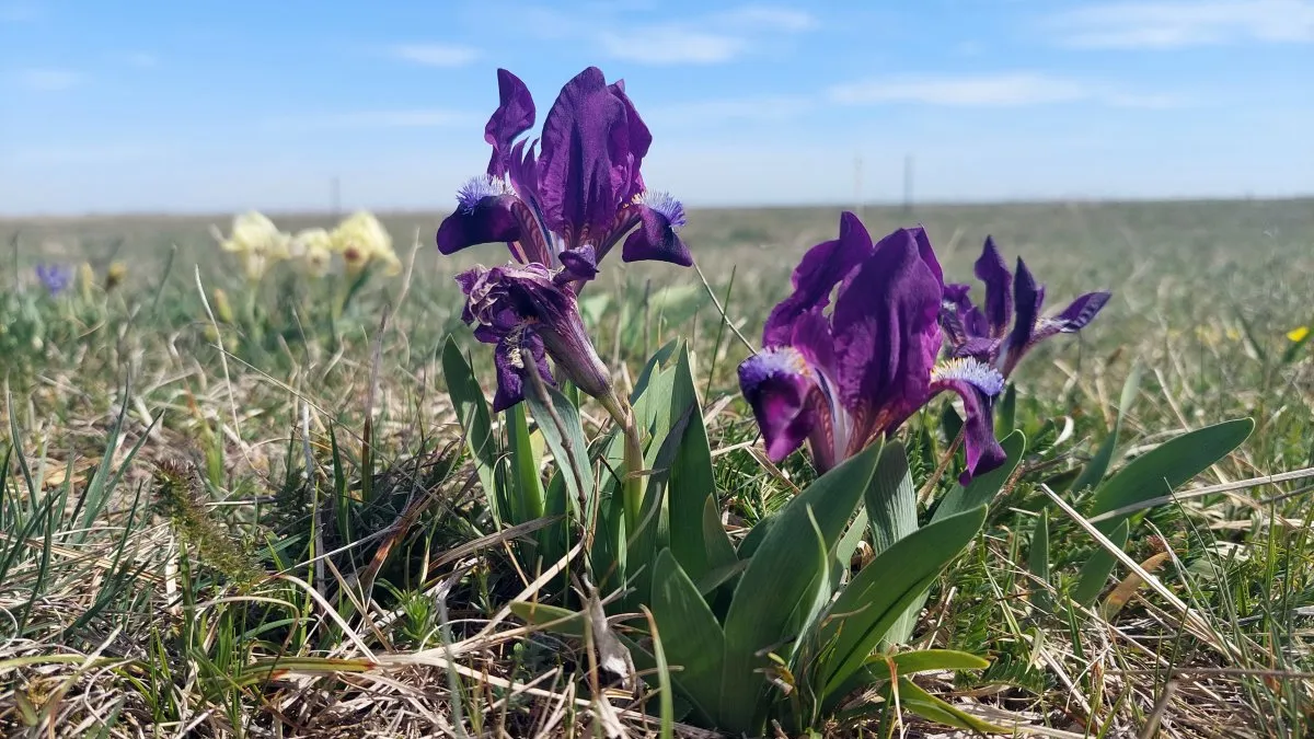Nyílik a Kiskunsági Nemzeti Park gyepein a sárga vagy lila színű apró ...