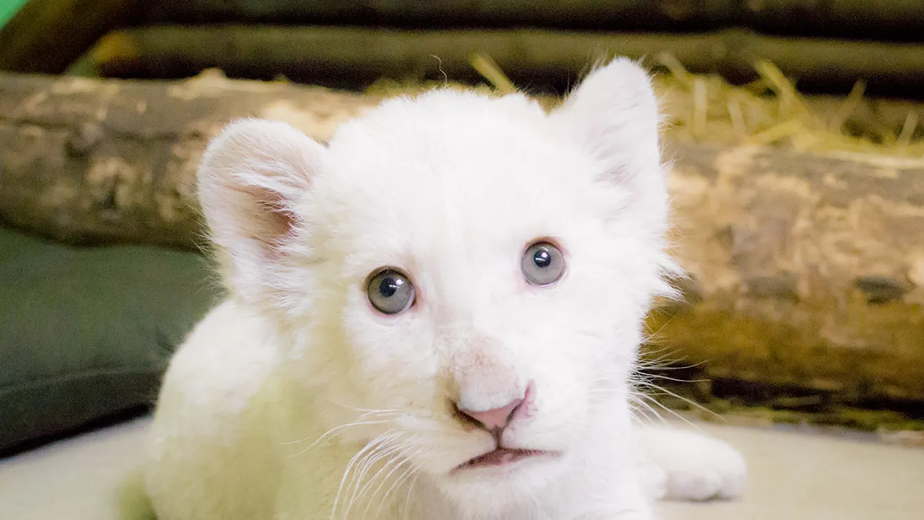 Nyíregyházi Állatpark, fehér oroszlán 