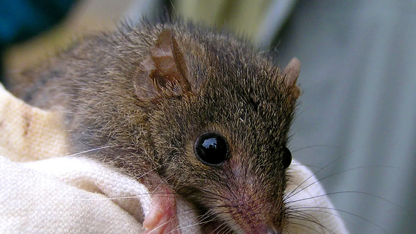 Antechinus, rágcsálók akinek híjei párzás után meghalnak