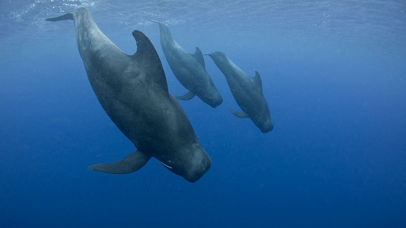 gömbölyűfejű delfin 