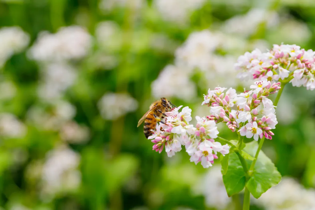 Ezek a mézelő virágok nem csak a szemet gyönyörködtetik, de a méhek is szeretik, méh, méhek, méz, mézelő, virág, színes, hajdina, pohánka 