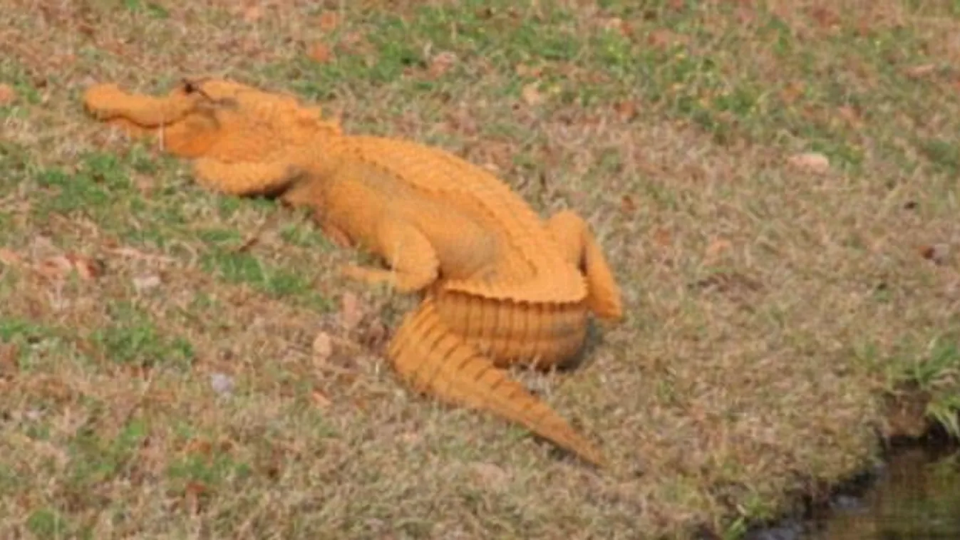 narancs aligátor 