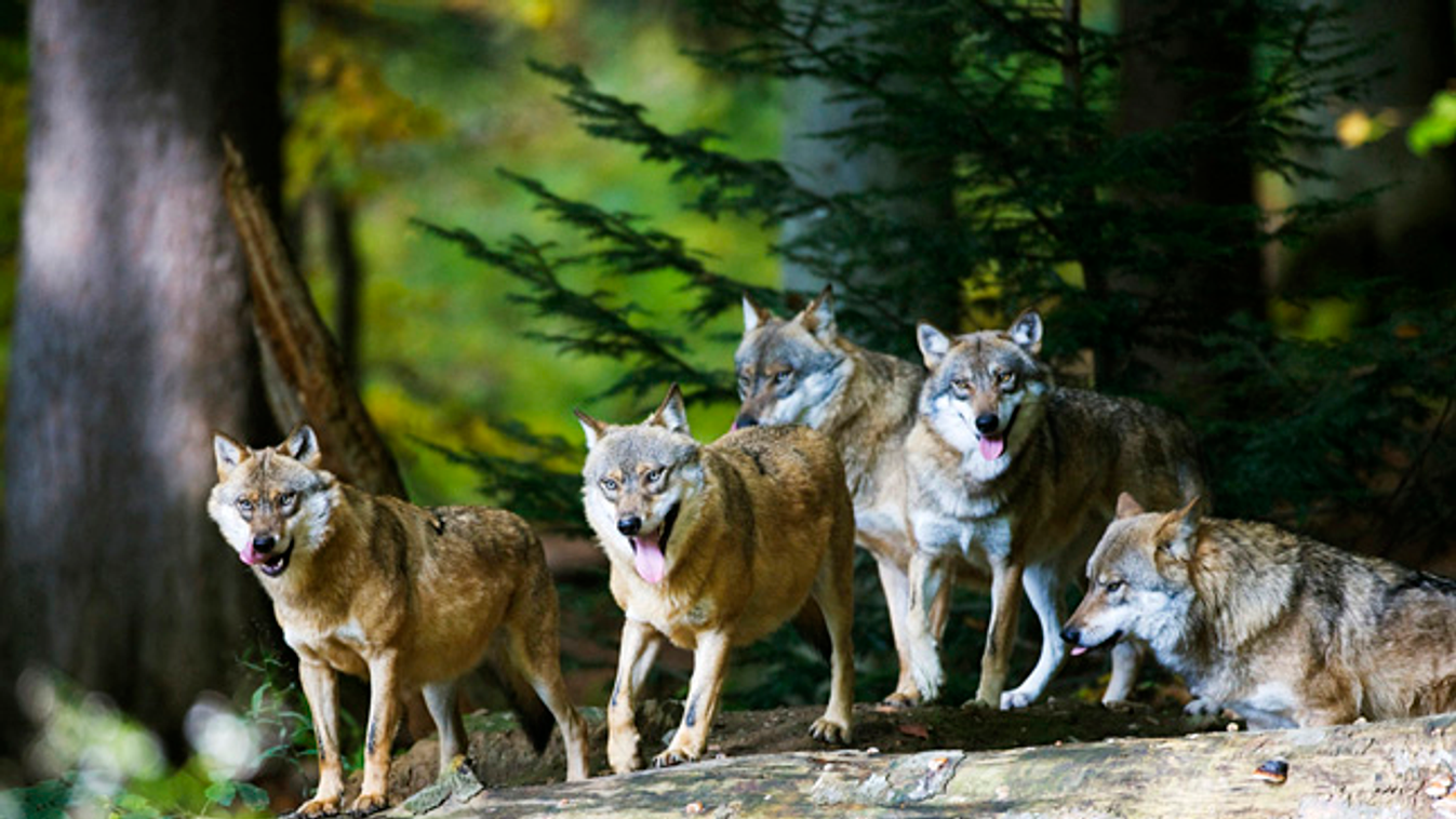Elszaporodtak Európában a  szürke farkasok, farkasok Németországban 