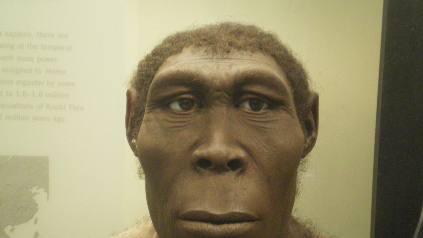 Homo erectus 