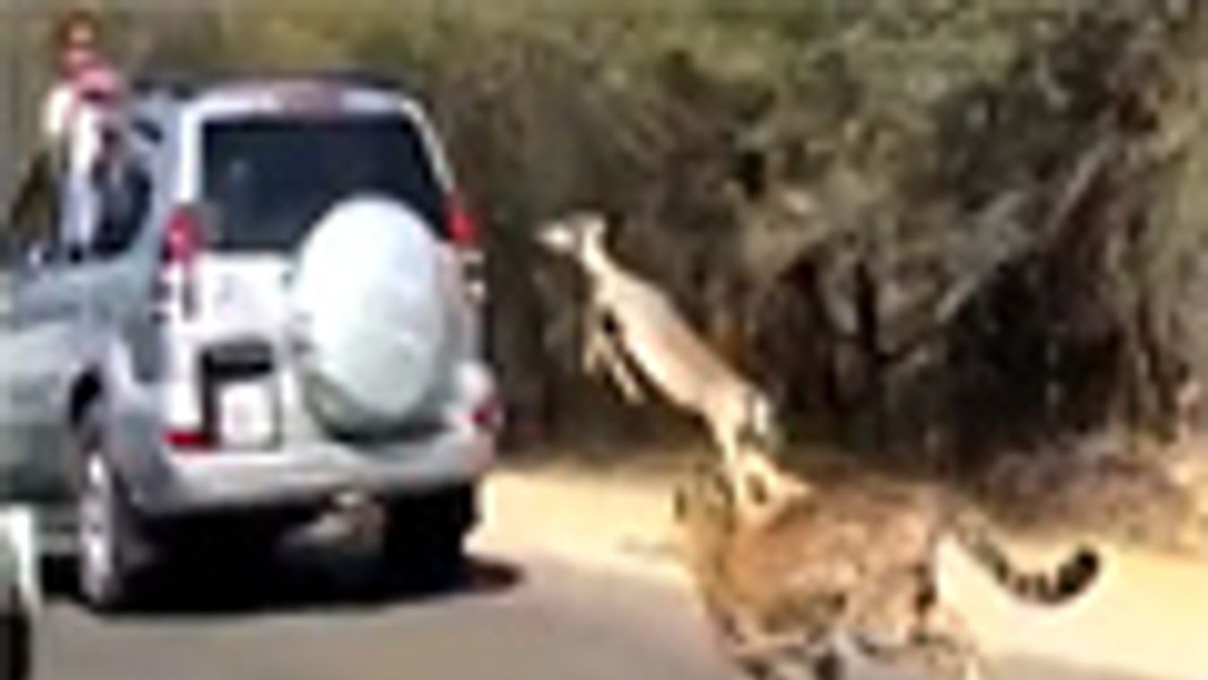 A szafarin beugrott egy impala egy autóba, kép a videóból