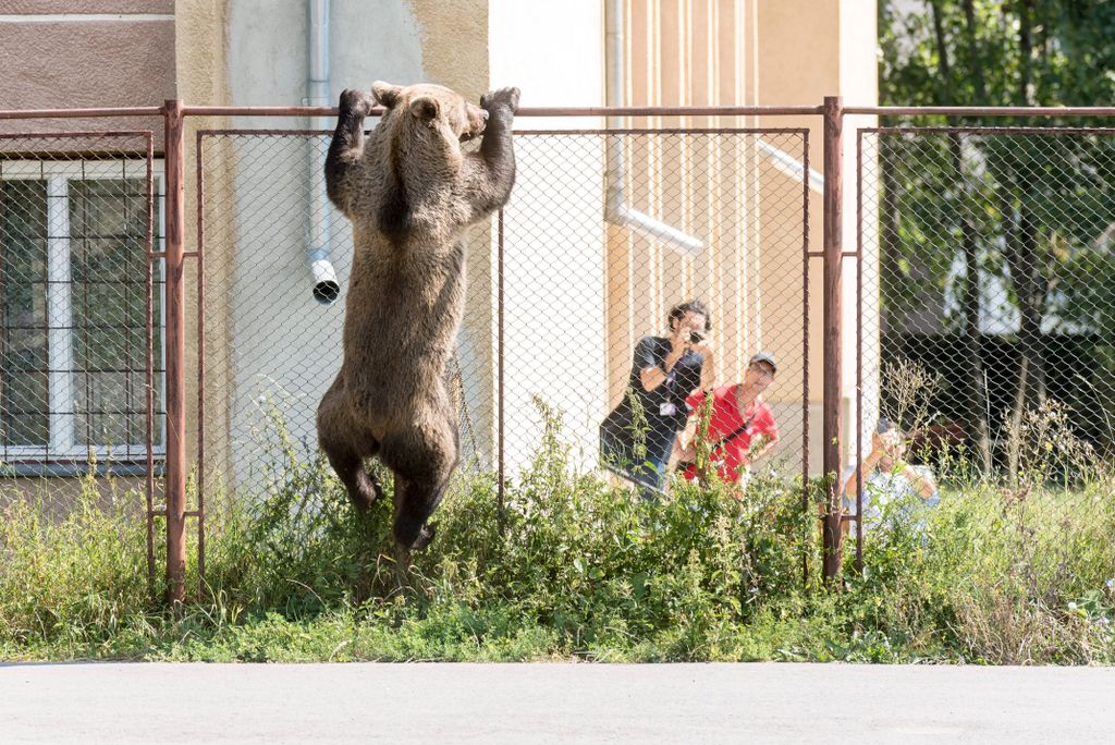 Hím barna medve (Ursus arctos) a csíkszeredai Octavian Goga Főgimnázium udvarán 2018. augusztus 21-én. A medve a reggeli órákban több közeli ház udvarába is betört, egy kecskét is megölt. Az állatot az iskola udvarán kilőtték.
MTI Fotó: Veres Nándor 