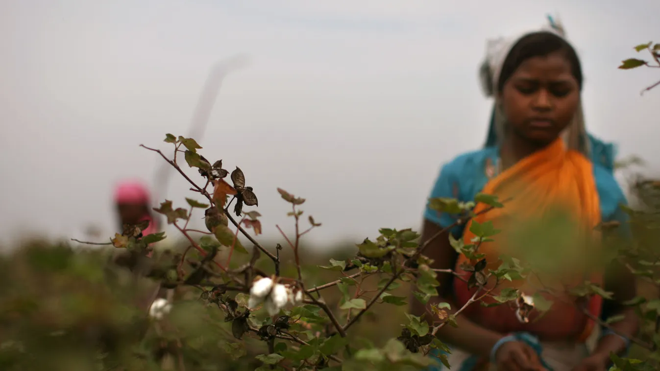 Crop Failures Provoke Suicides Amongst Indian Farmers 